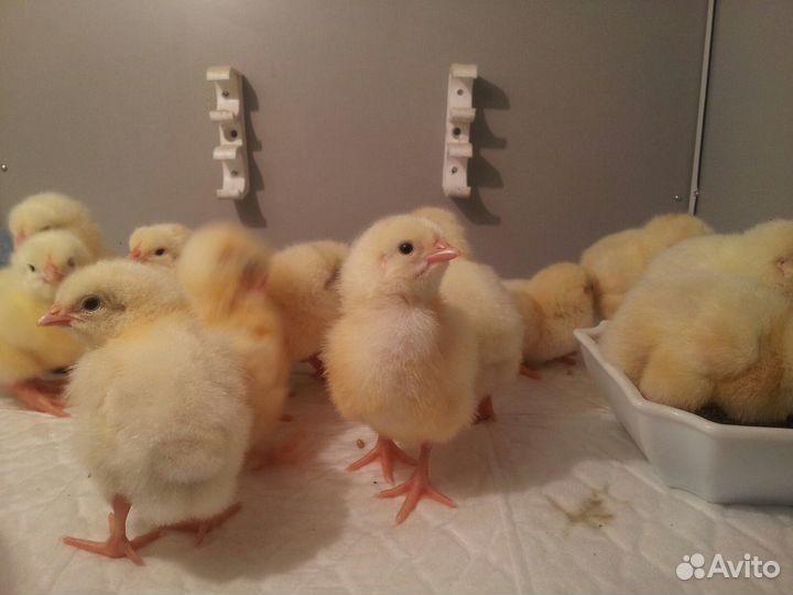 Цыплята бройлер росс/кобб