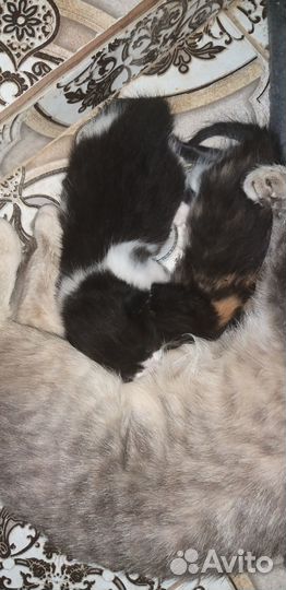 Продам котят в хорошие руки