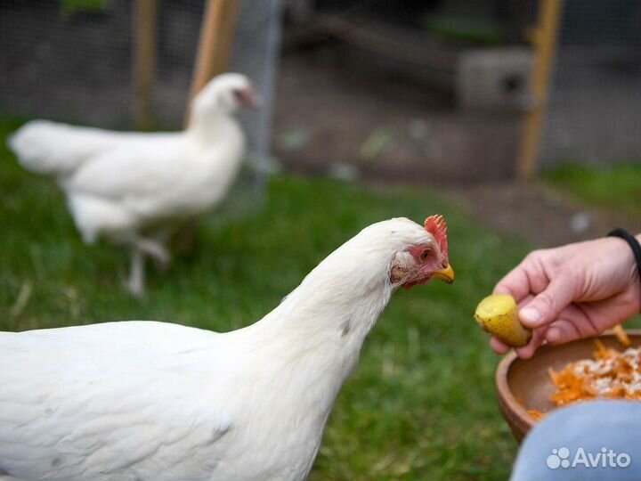 Куры несушки яичной породы / Бесплатная доставка