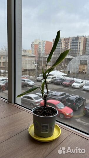 Замиокулькас, драцена, комнатные растения