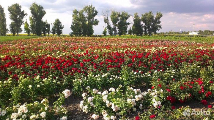 Саженцы роз