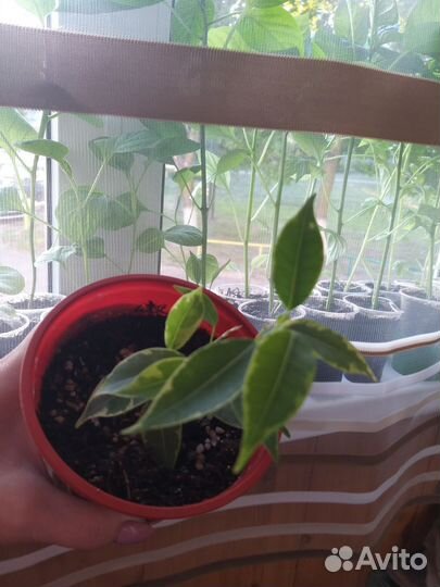 Укорененные черенки