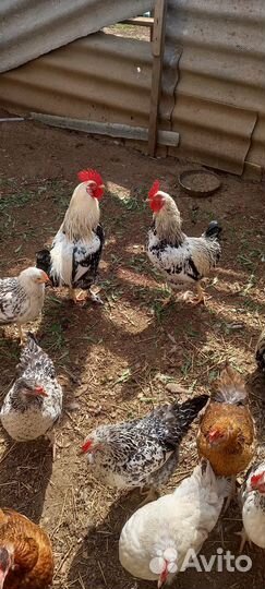 Петухи