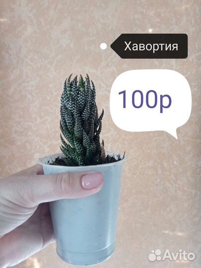 Хавортия