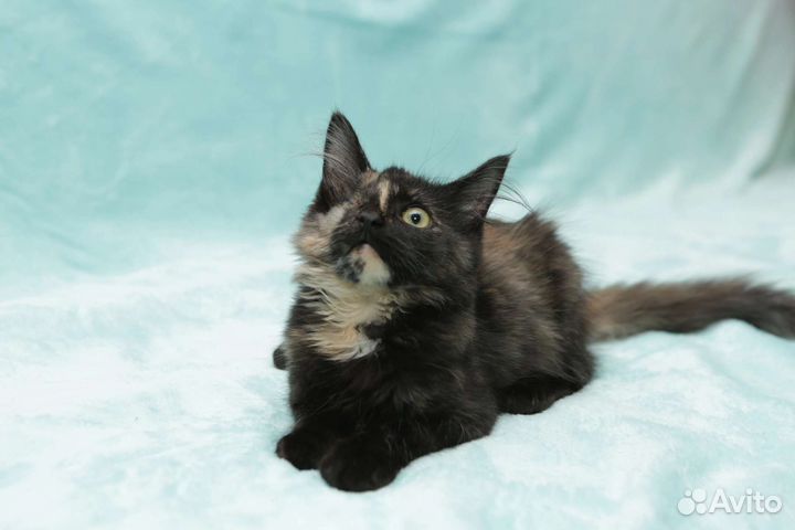 Котенок в добрые ручки