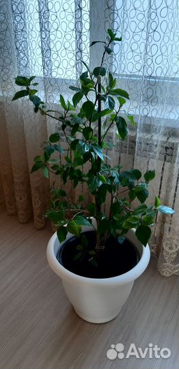 Гибискус или китайская роза