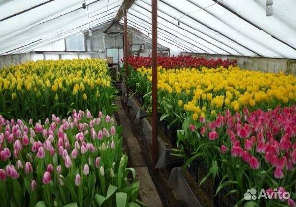 Тюльпаны срезка оптом от теплицы