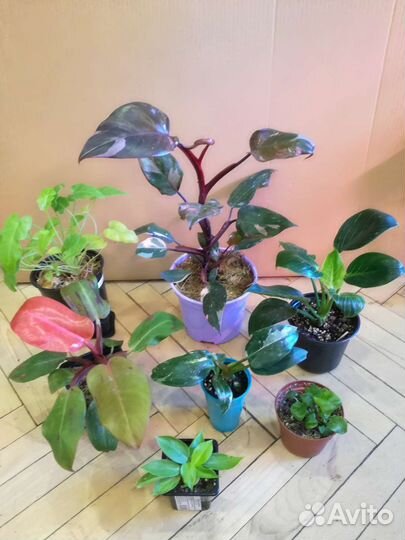 Замиокулькас Аглаонемы Кротон Алоказии Филодендрон