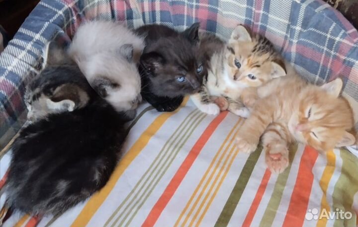 Котята в добрые руки