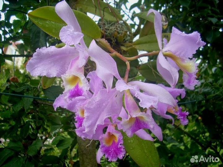 Орхидея каттлея