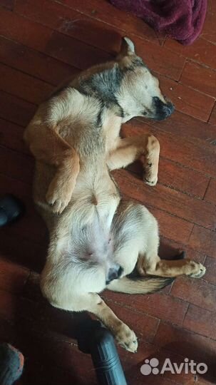 Собака бесплатно в добрые руки