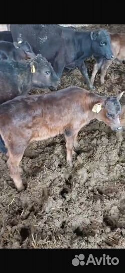 Бычки Абердины