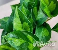 Комнатные растения