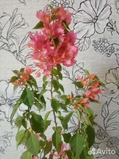 Бугенвилия