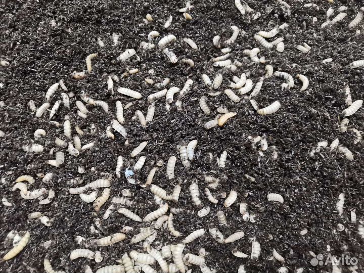 Личинка черной львинки