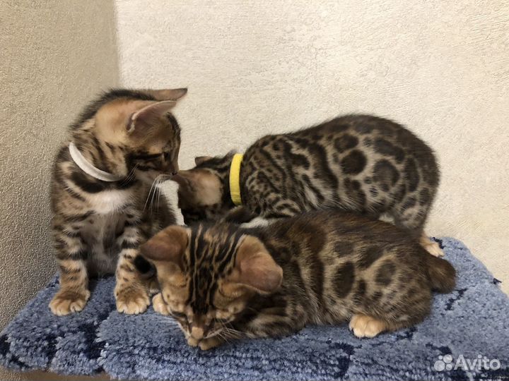 Бенгальские котята