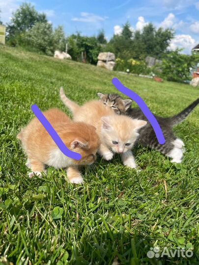 Кошки в добрые руки бесплатно