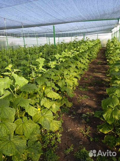 Огурцы свежие