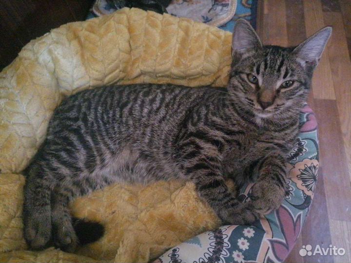 Лопоухий Борис