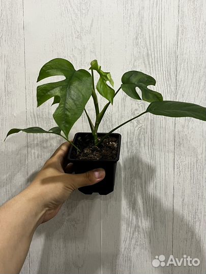 Рафидофора тетрасперма