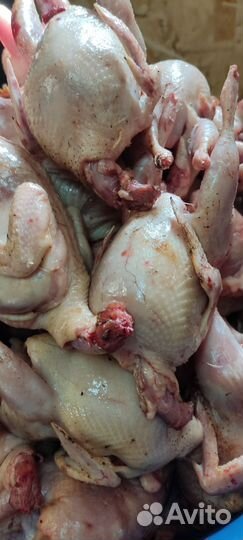 Мясо перепелов свежие