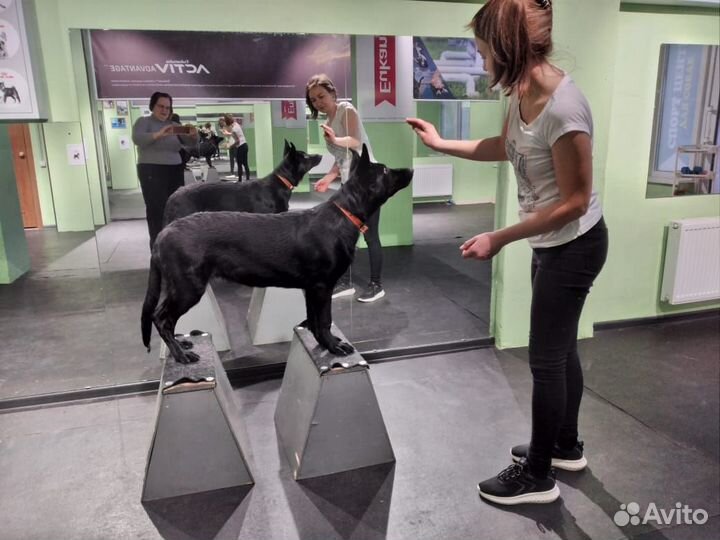 Кинолог дрессировка собак