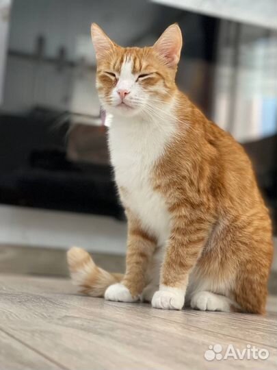 Кот в добрые руки