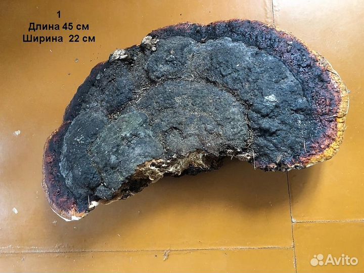 Грибы трутовики