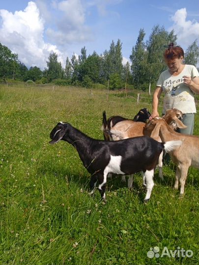 Процентные Нубийские козочки и козлики