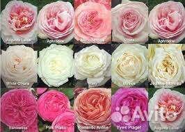 Английские Розы саженцы 65 сортов