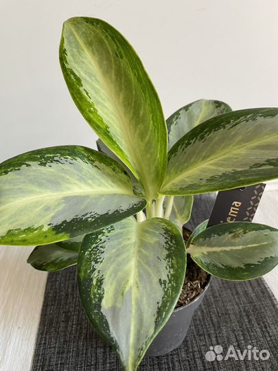 Аглаонема Сильвер Блю 12/35