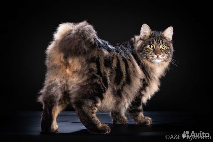 Вязка. Продажа котят