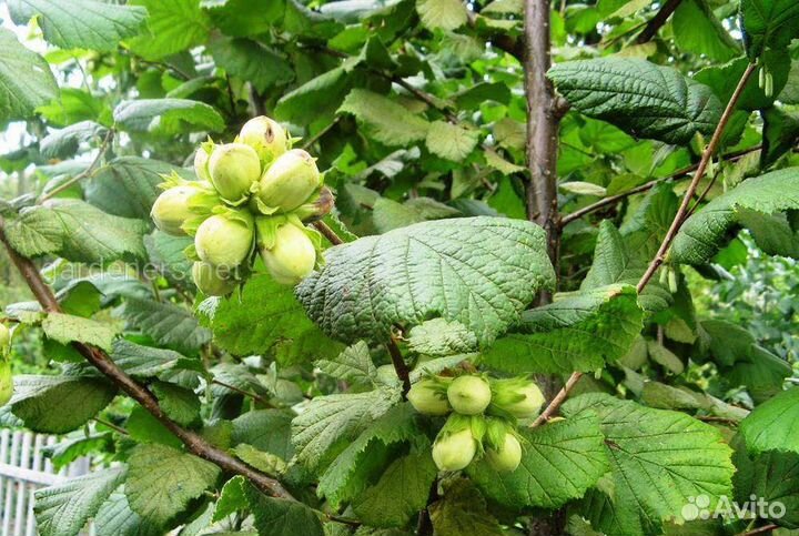 Саженцы лещины(орешника) 50-100 см зкс