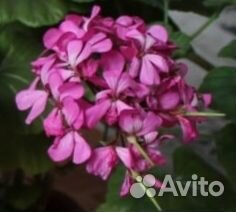 Герань, пеларгония