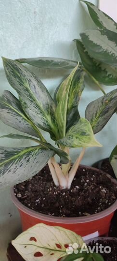 Аглаонемы сортовые