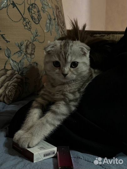 Шотландская вислоухая кошка