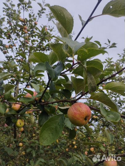 Яблоки коробовка