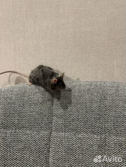 Декоративная мышка