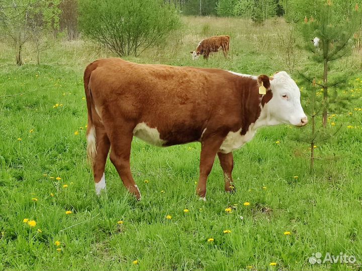 Телки герефорд