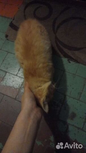 Котенок ищет дом