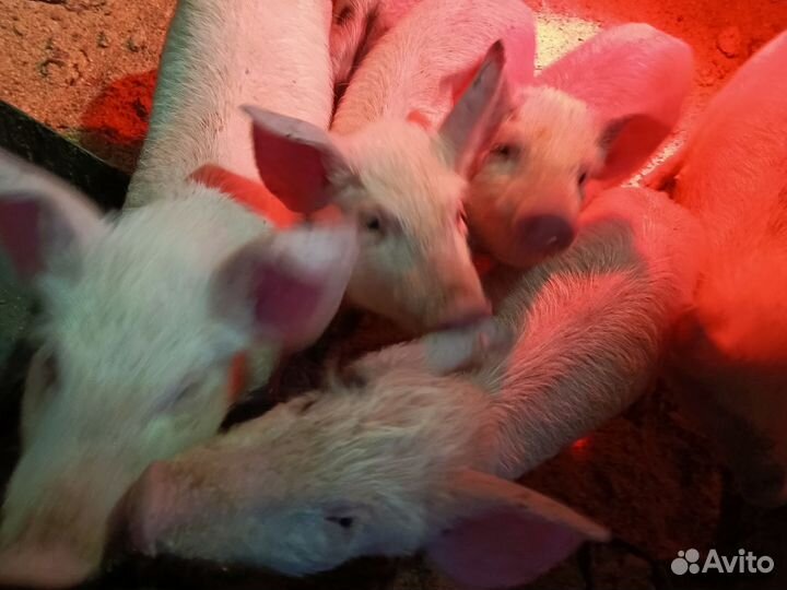 Поросята ландрас