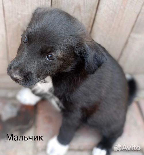 Щенки в добрые руки