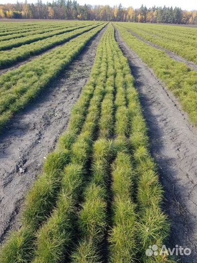 Посадочный материал сосна 2х летка