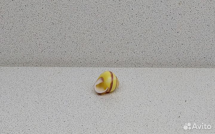 Ленд Снейл 2,1 морская ракушка раковина