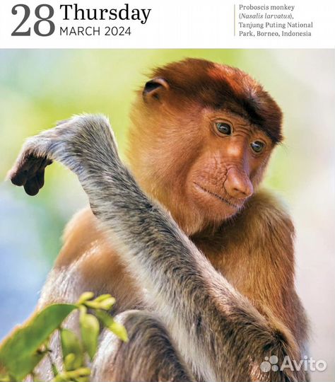 Календарь на каждый день 2024 Audubon Nature