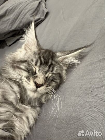 Мейн-кун мальчик серый мрамор