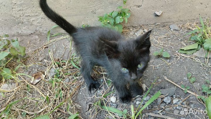 Кошка в дар бесплатно