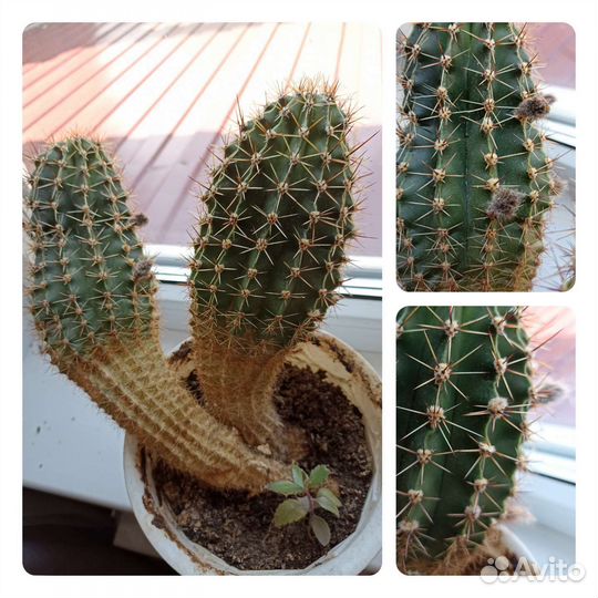 Кактусы цветущие