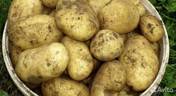 Картофель крупный