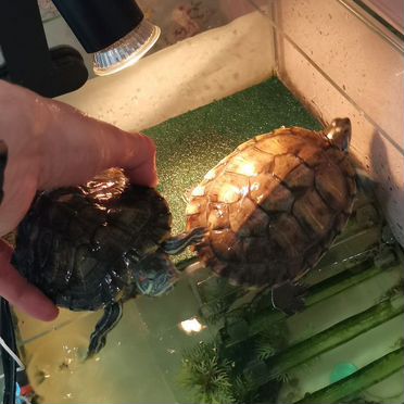 Красноухая черепаха с аквариумом